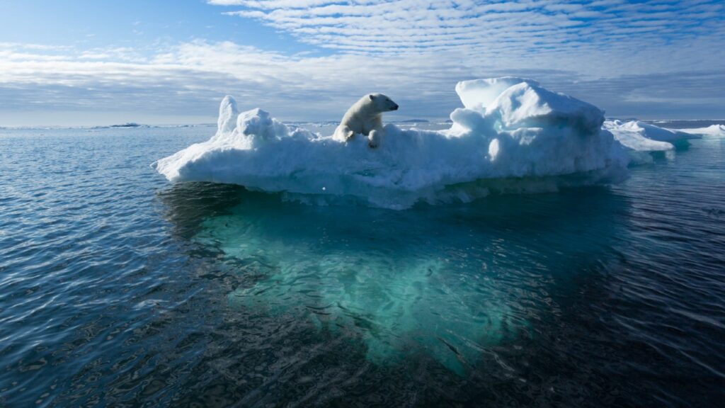 Polar bear on melting sea ice illustrating the climate crisis