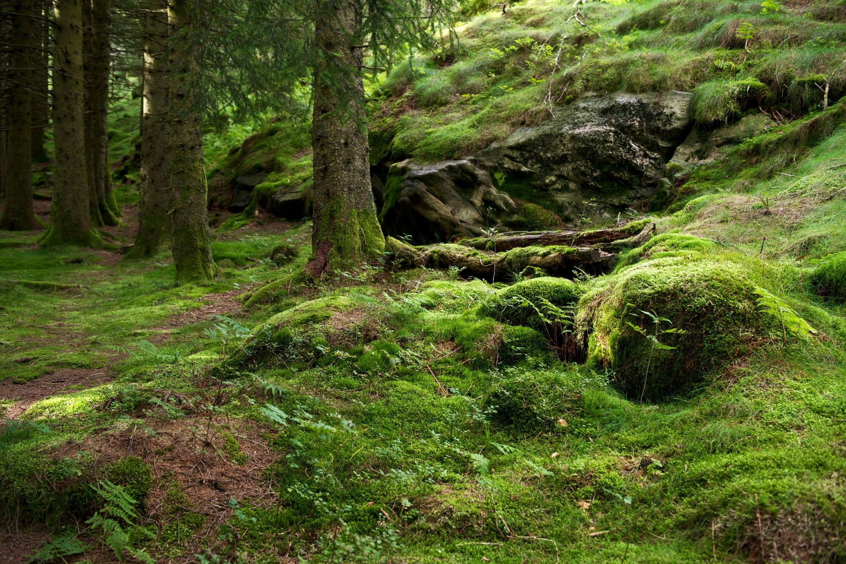 Furuskog utenfor Bergen (Foto: Shutterstock)