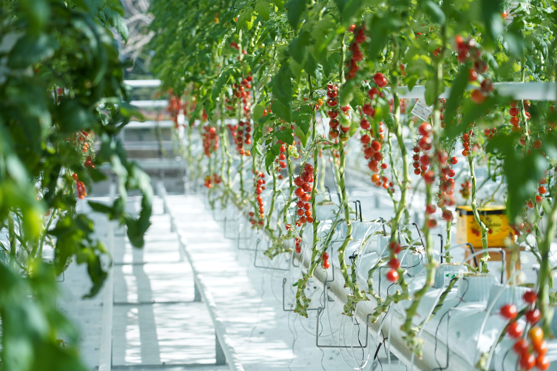 Energy-efficient Climate Control of Greenhouses - #SINTEFblog