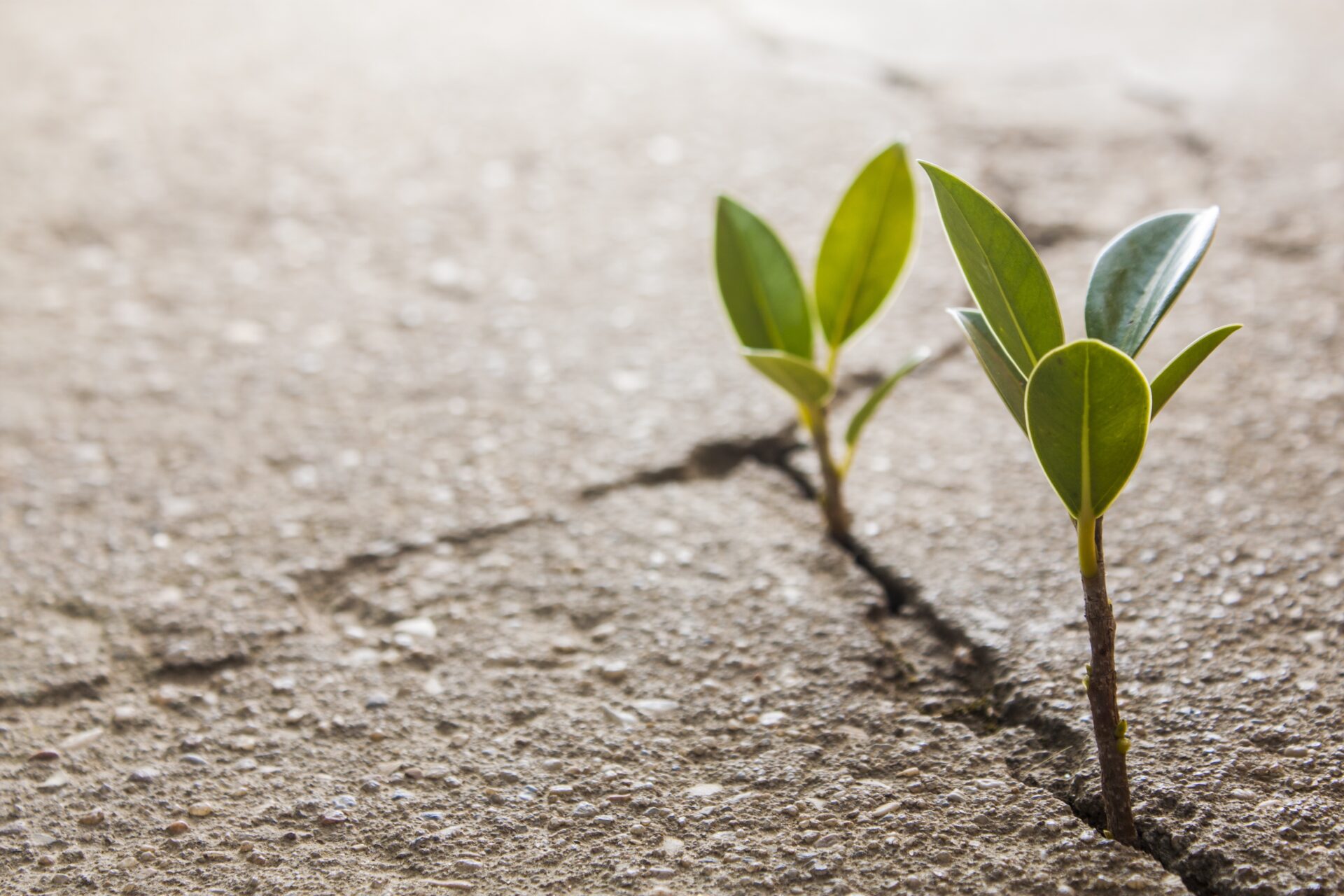 Weed growing through crack in pavement