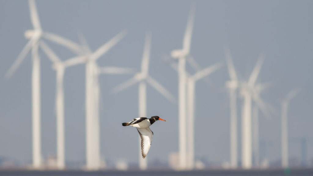 A bird flies in front of wind turbines.