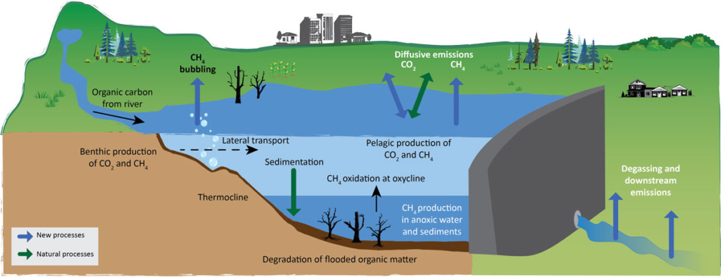 figur som viser karbonsyklus i vassdrag