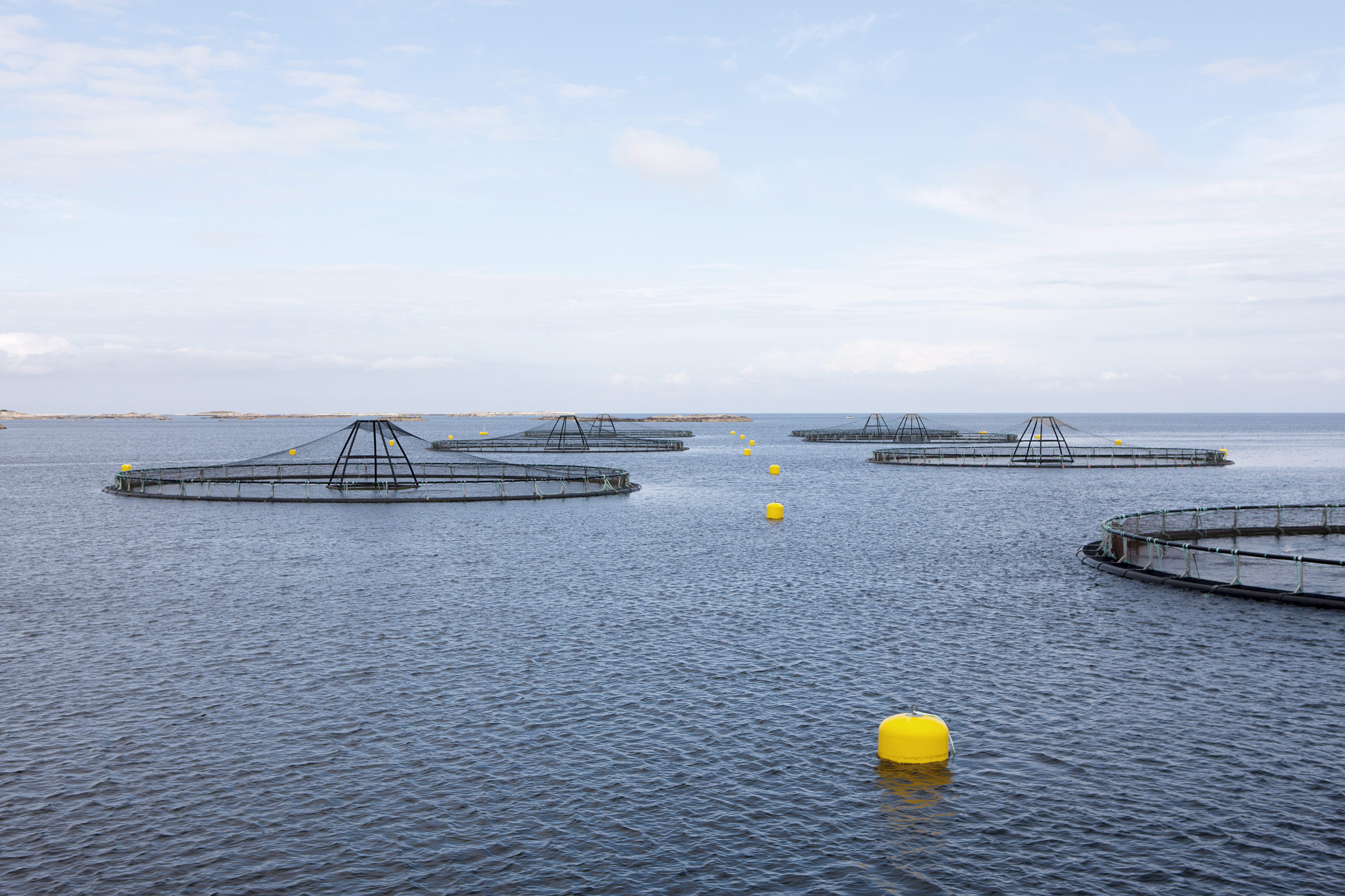 Oppdrettsmerder i sjø