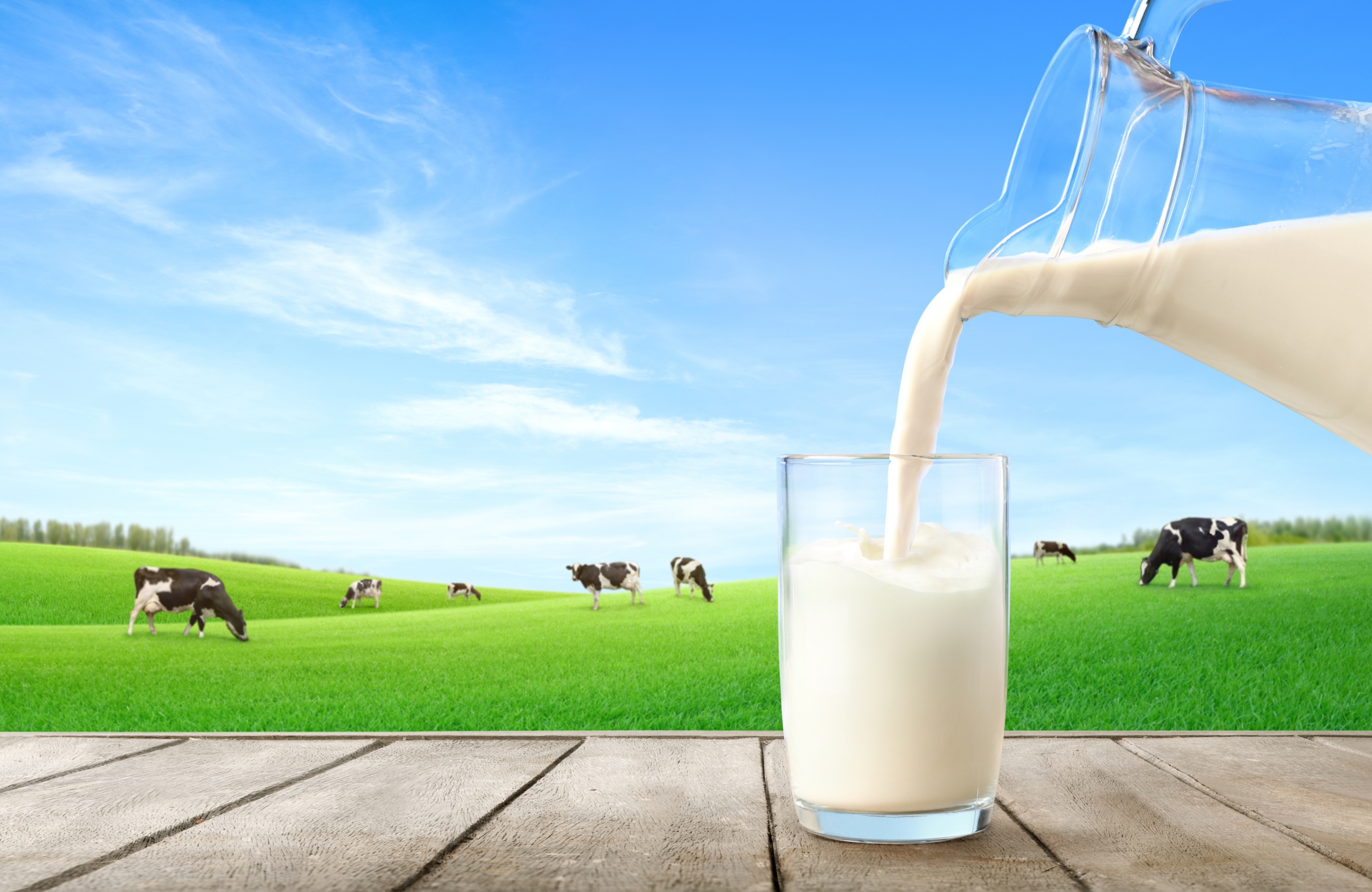 Melk i melkeglass med kuer bak