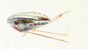 Close-up of calanus